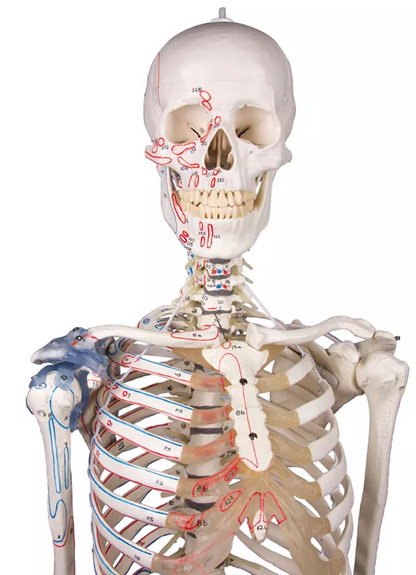Skelett Modell "Max" med muskler Flexibel 176cm