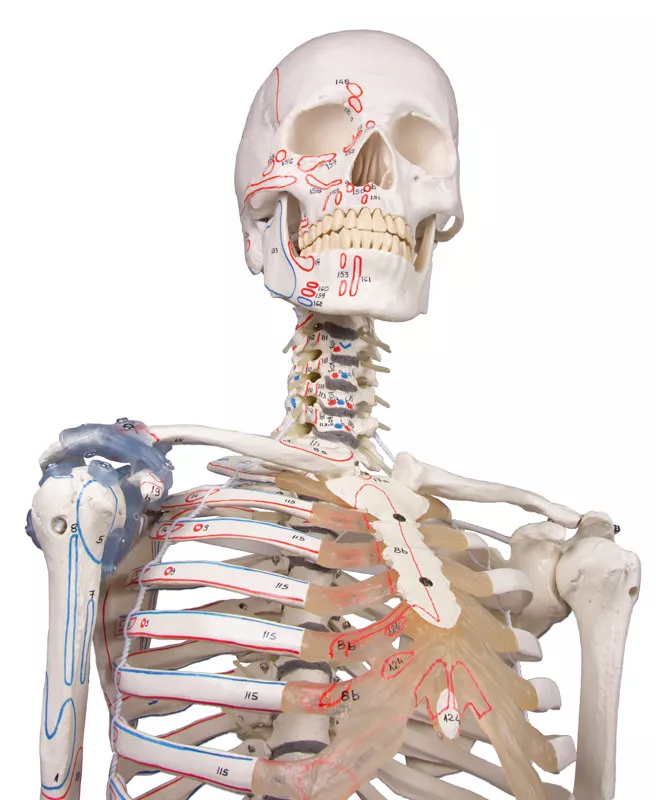 Skelett Modell "Max" med muskler Flexibel 176cm