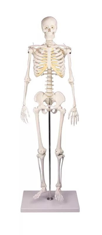 Skelett Modell "Tom" 80cm