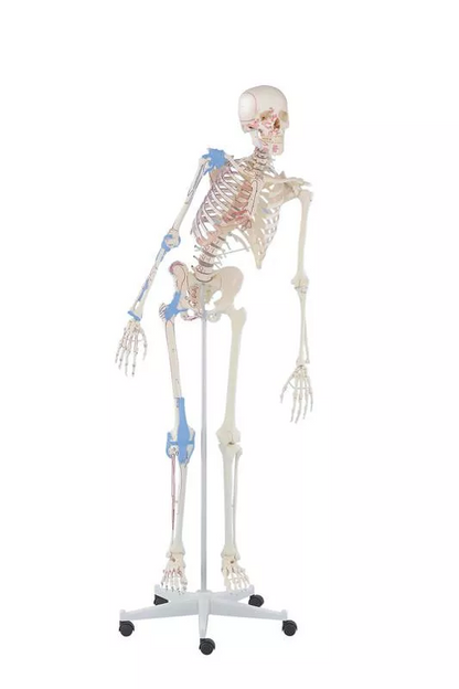 Skelett Modell "Max" med muskler Flexibel 176cm