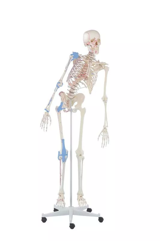 Skelett Modell "Max" med muskler Flexibel 176cm